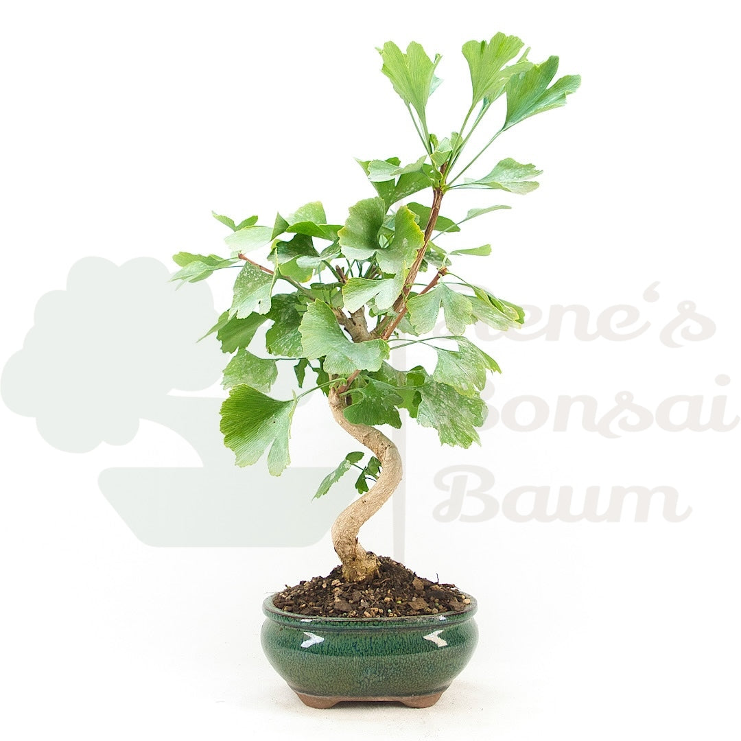 Ginkgo biloba 'Fächerblattbaum'